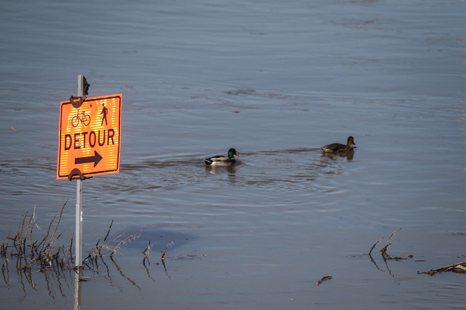 High water from the snow melt has made navigation in the Great Miami River easier for the ducks and geese. JIM NOELKER/STAFF