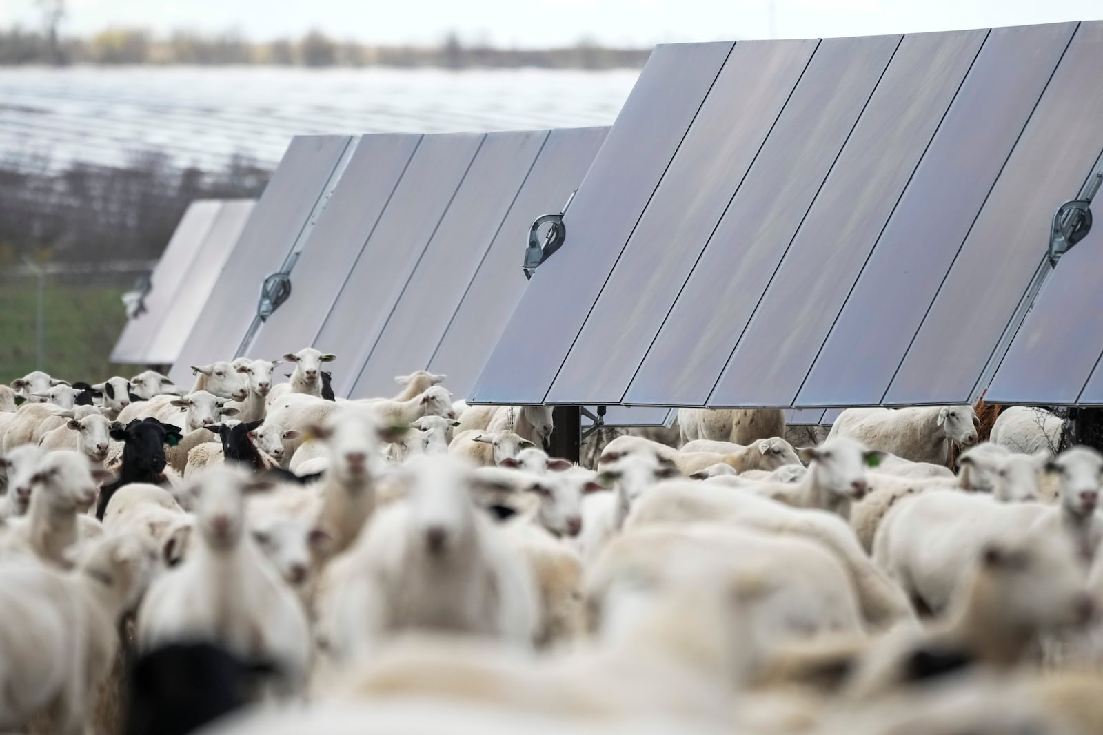 Sheep graze on a solar farm owned by SB Energy on Tuesday, Dec. 17, 2024, in Buckholts, Texas. (AP Photo/Ashley Landis)