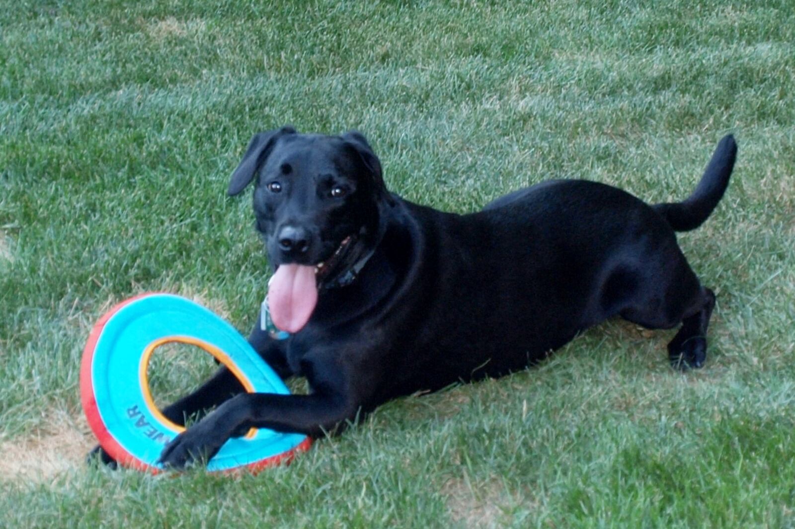 Teddy having fun. KARIN SPICER