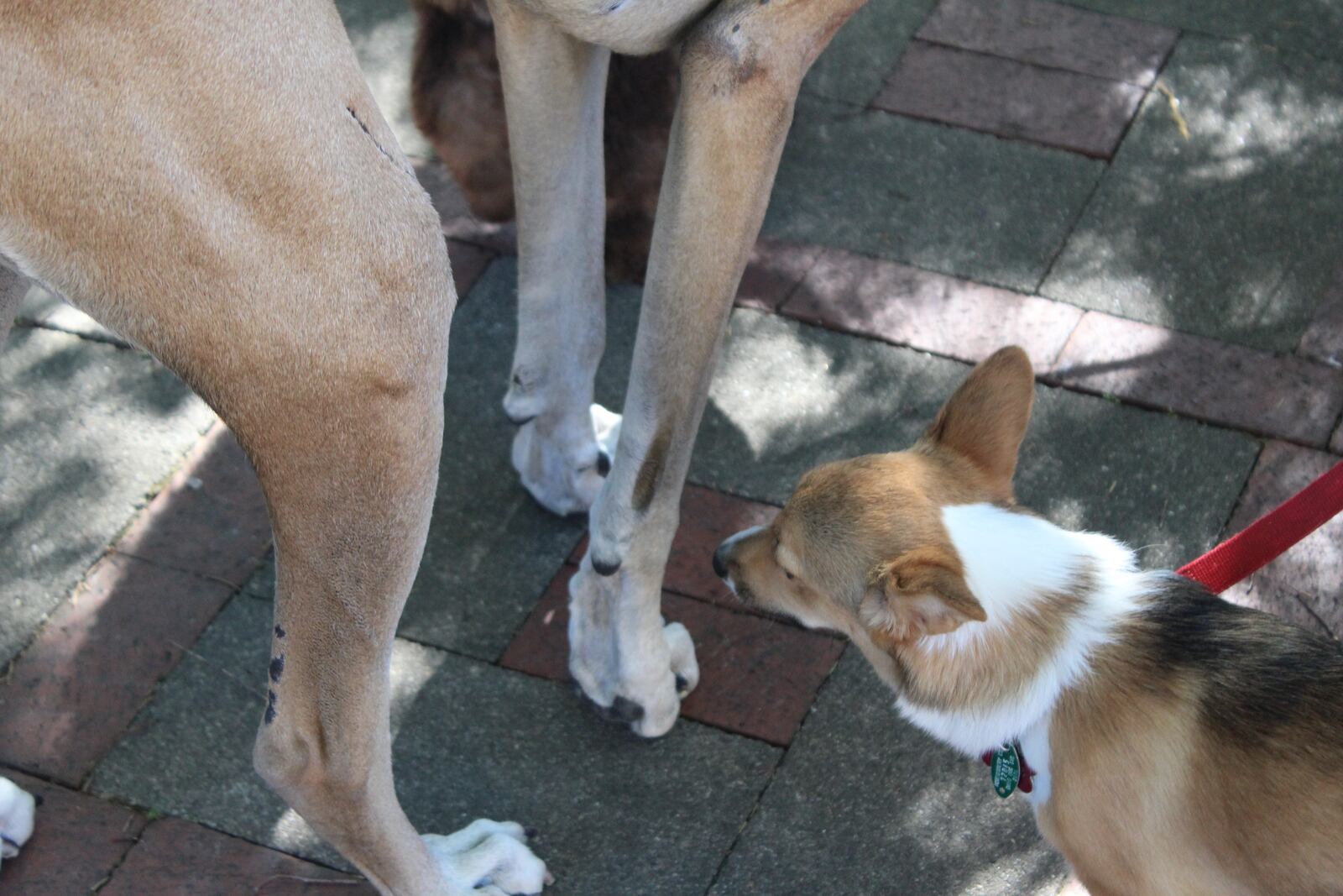 A 2017 Patio Puppies party at Lily's Bistro.