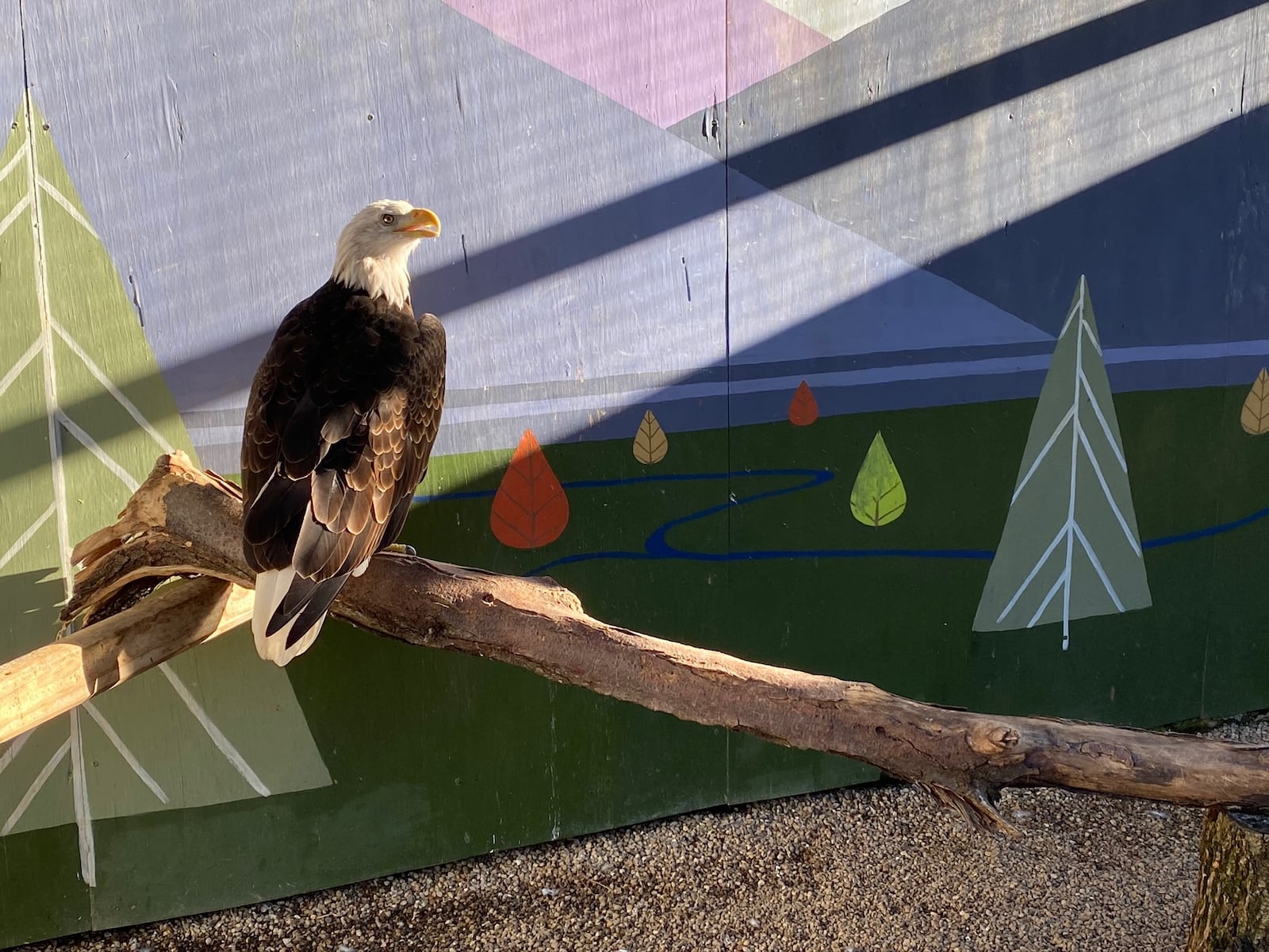 An injured bald eagle is one of the animals you'll see at Wild Hearts African Farm