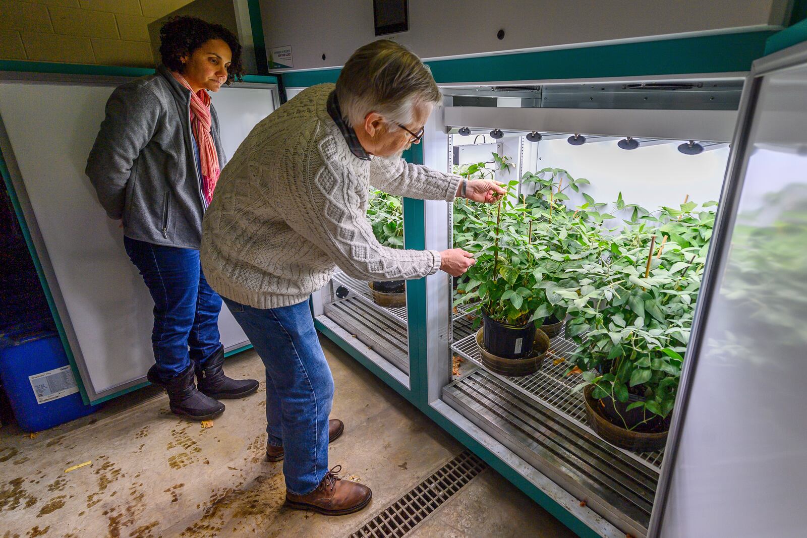 Dr. Michelle da Fonseca, left, and Dr. Brian Diers care for soybean plants in the growing chamber at the Soybean Innovation Lab, Thursday, Feb. 13, 2025, in Champaign, Ill. (AP Photo/Craig Pessman)