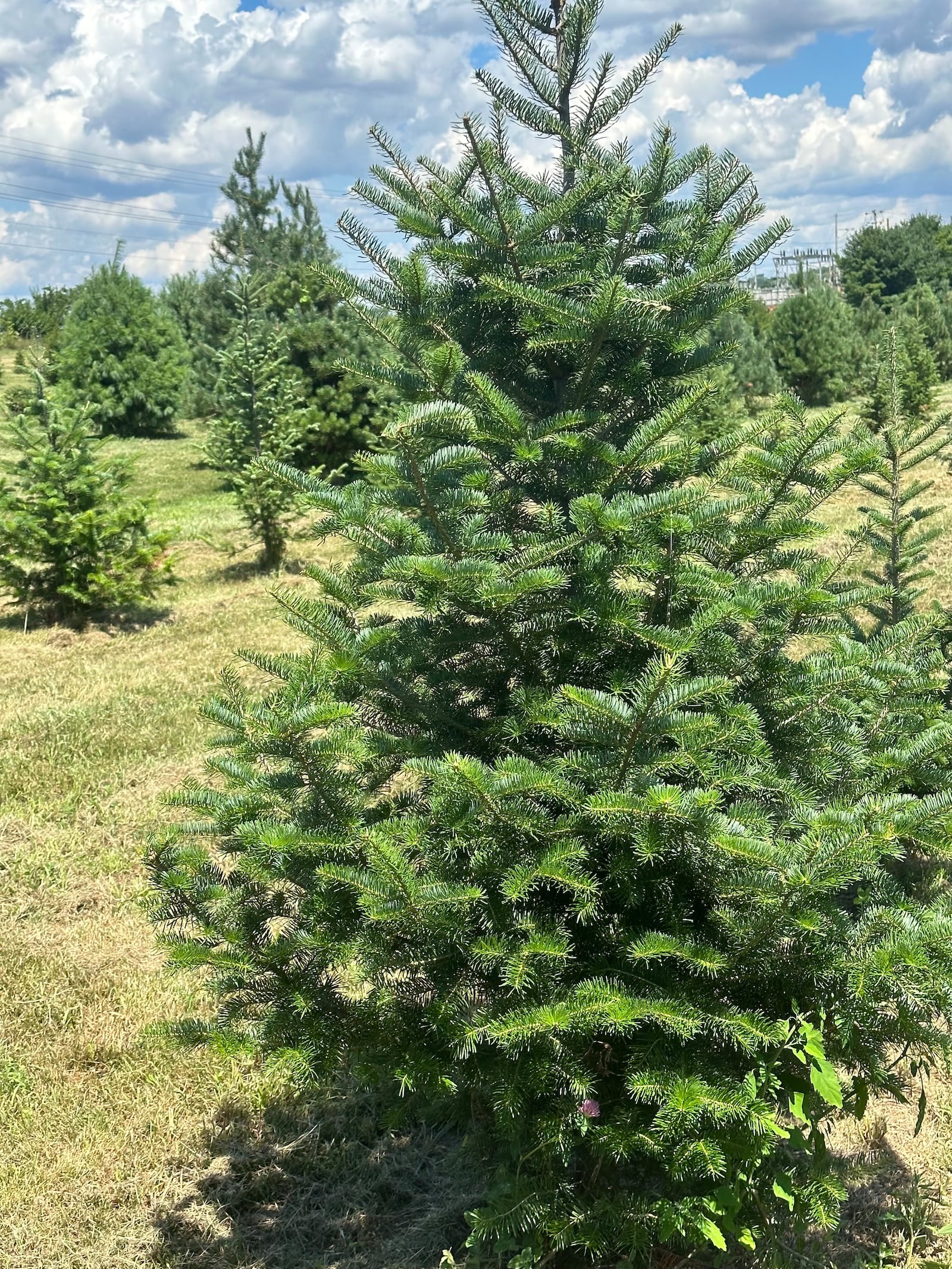 Cut-your-own and pre-cut trees are available at the Red Barn Tree Farm in Miamisburg. CONTRIBUTED