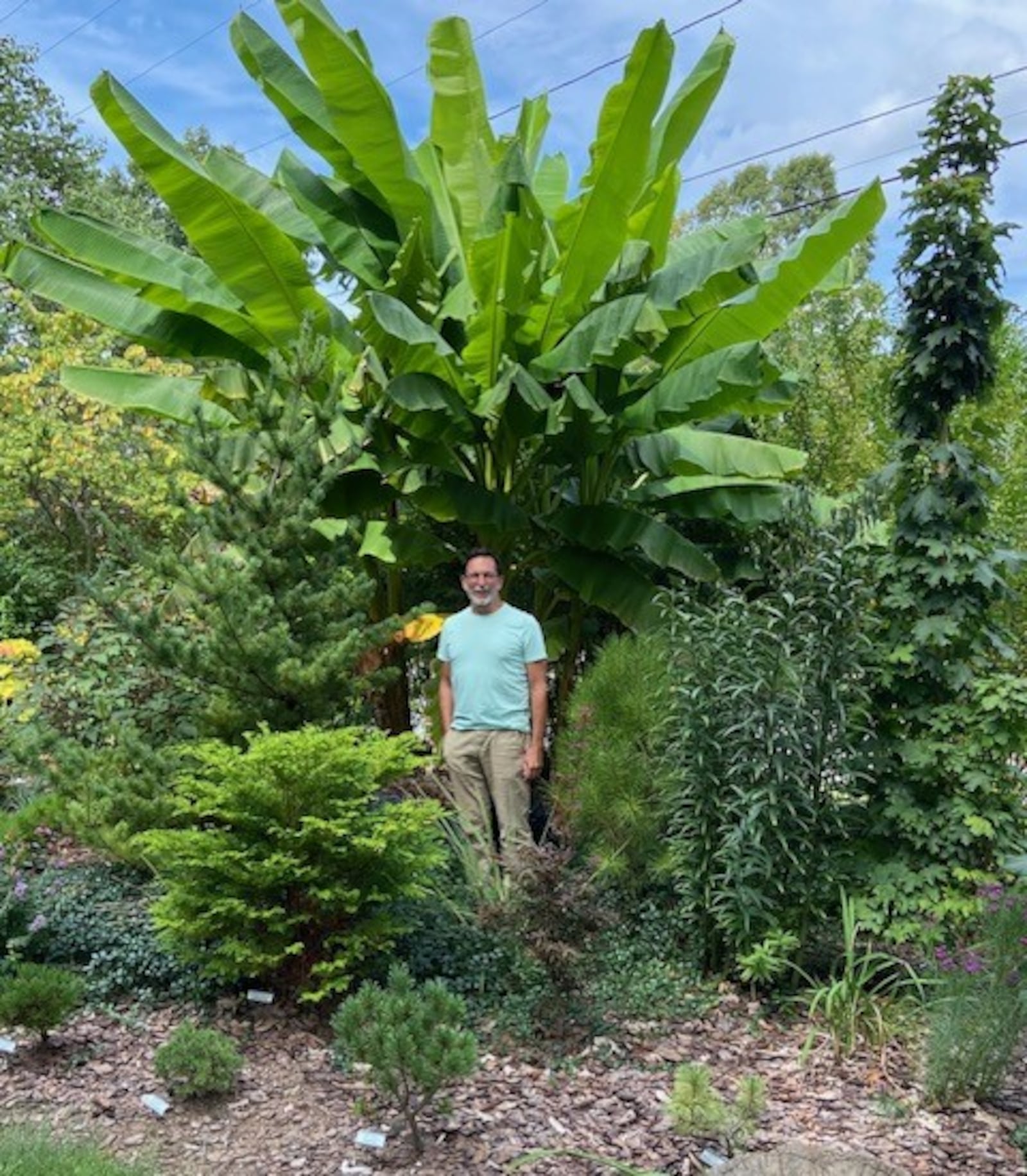 Rising 20 feet tall each year, Iiames says his banana tree yields inedible fruit many summers. CONTRIBUTED