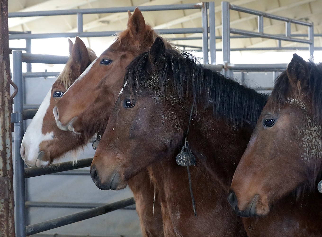 PHOTOS:  Wild Horse and Burro Adoption