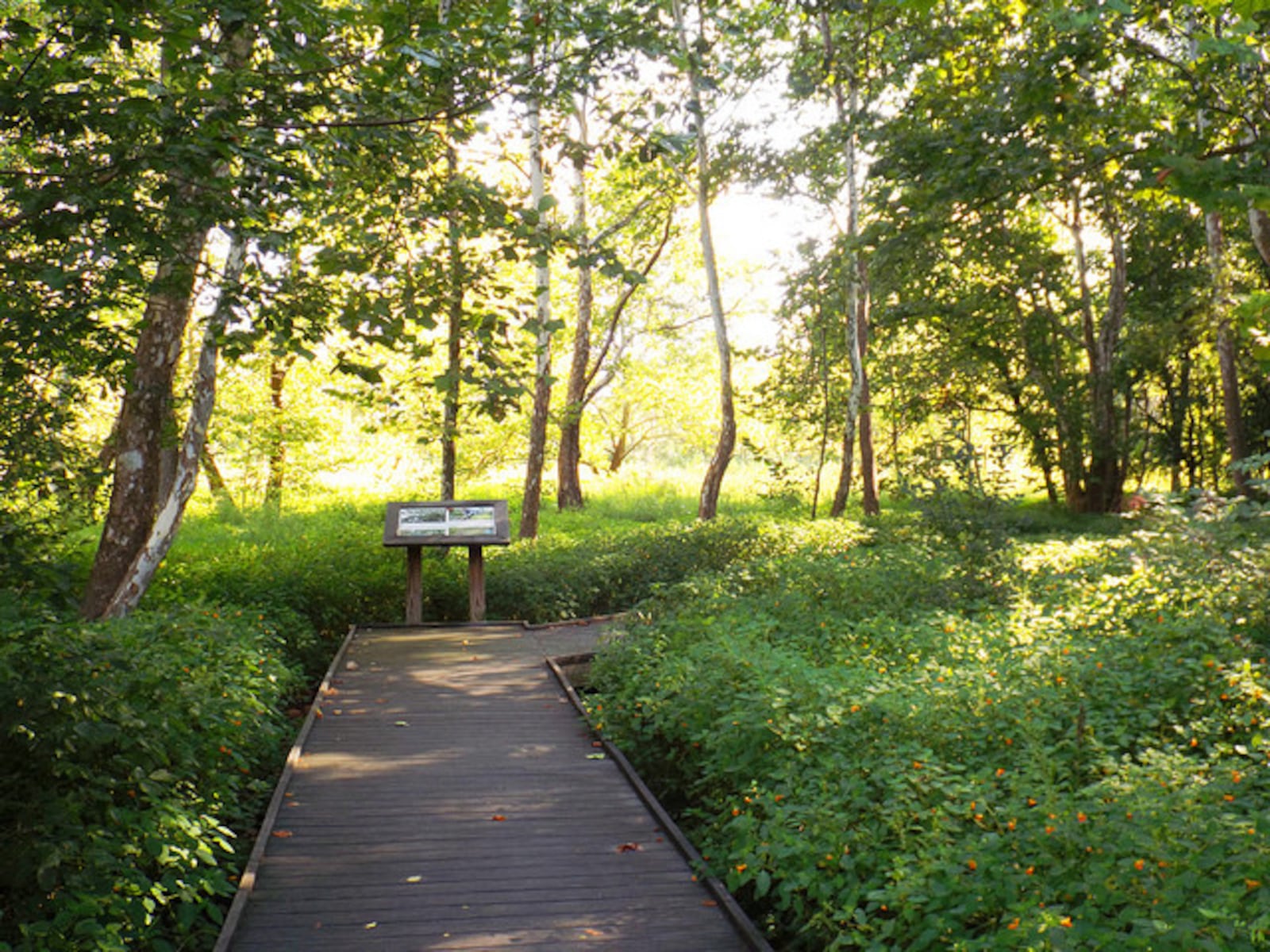 Woodman Fen has a 1,800 boardwalk that's ADA accessible. PHOTO / Five Rivers MetroParks