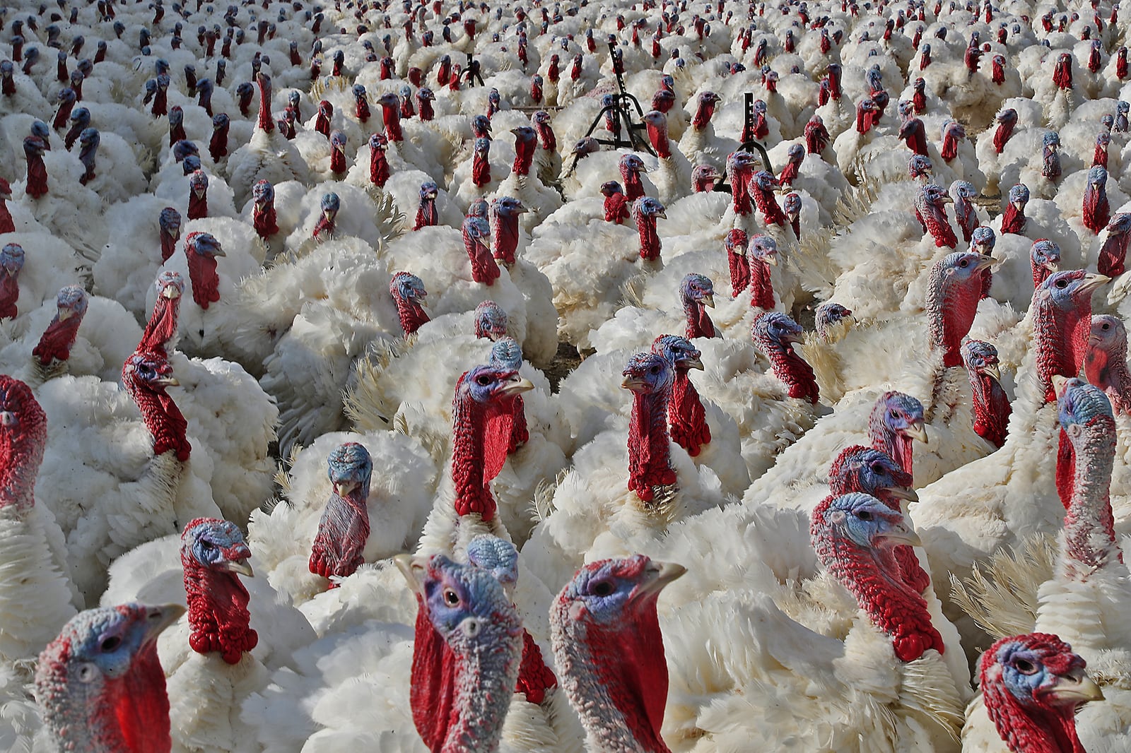 This file photo from 2020 shows the turkeys at the Bowman & Landes farm in New Carlisle . BILL LACKEY/STAFF