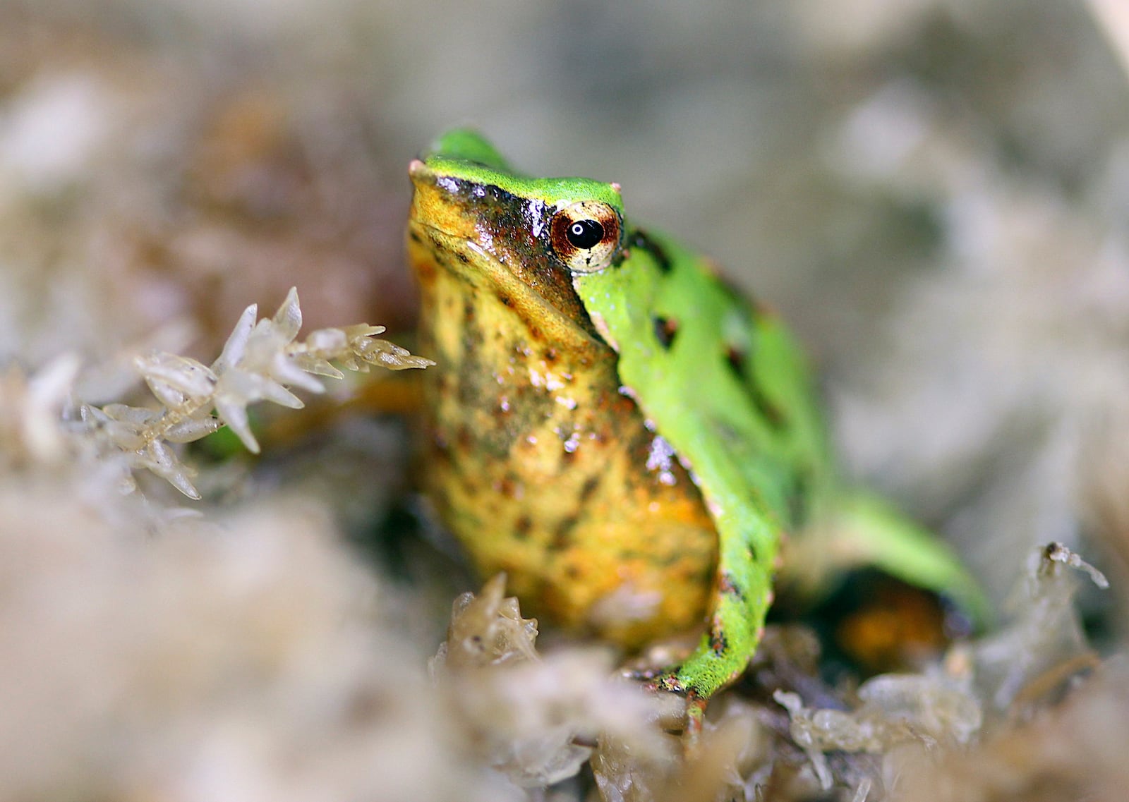 In this undated photo released by Zoological Society of London on Monday, Feb. 3, 2025, Darwin's frog is seen at London Zoo. (Zoological Society of London via AP)