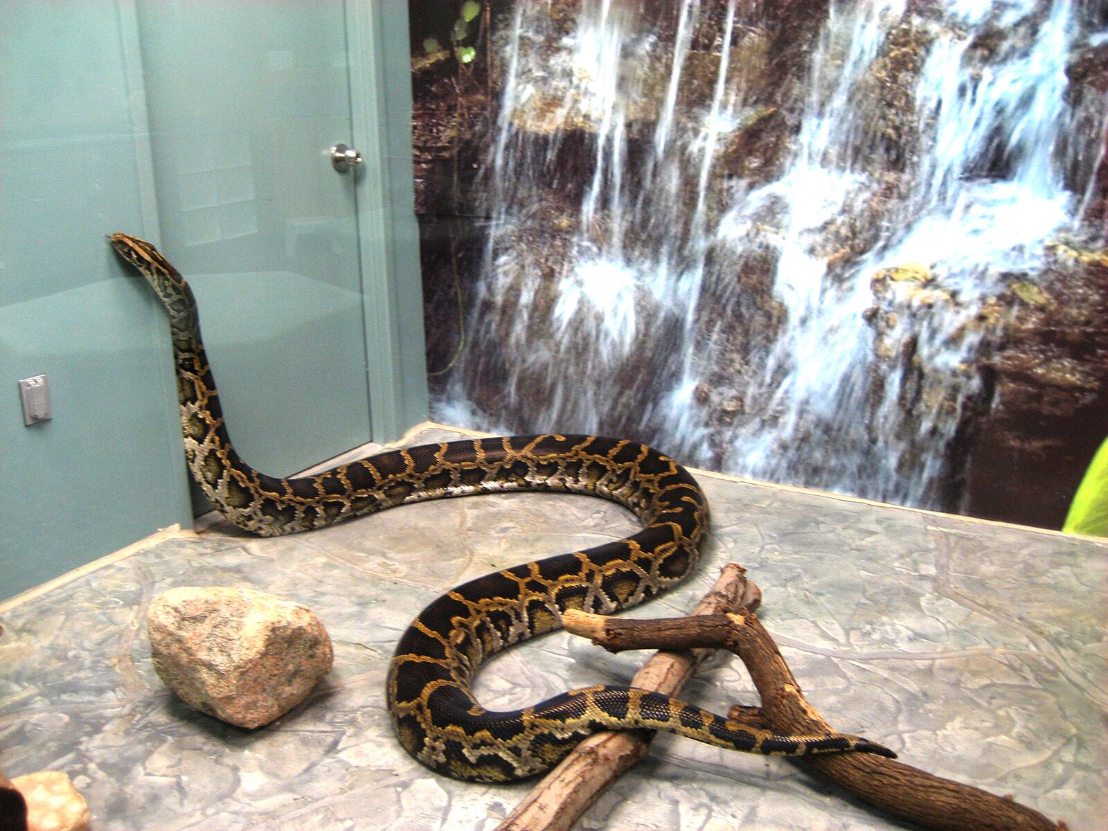 Rajeev the Burmese python, one of the longest-living animal residents at the Boonshoft Museum of Discovery has died.  BOONSHOFT MUSEUM OF DISCOVERY