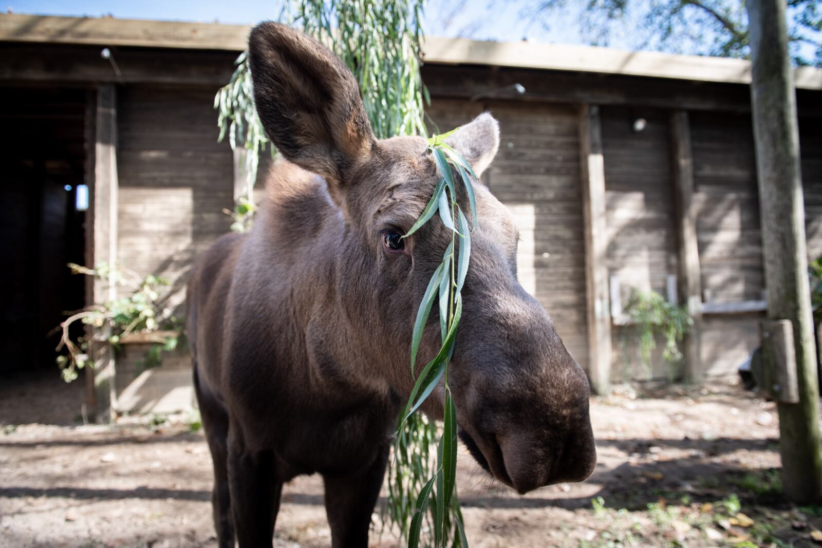 Strawberry arrived to the Columbus Zoo and Aquarium on Oct. 12 at just a little over 5 feet tall and weighing about 390 pounds. The calf is estimated to be approximately 4 to 6 months old.