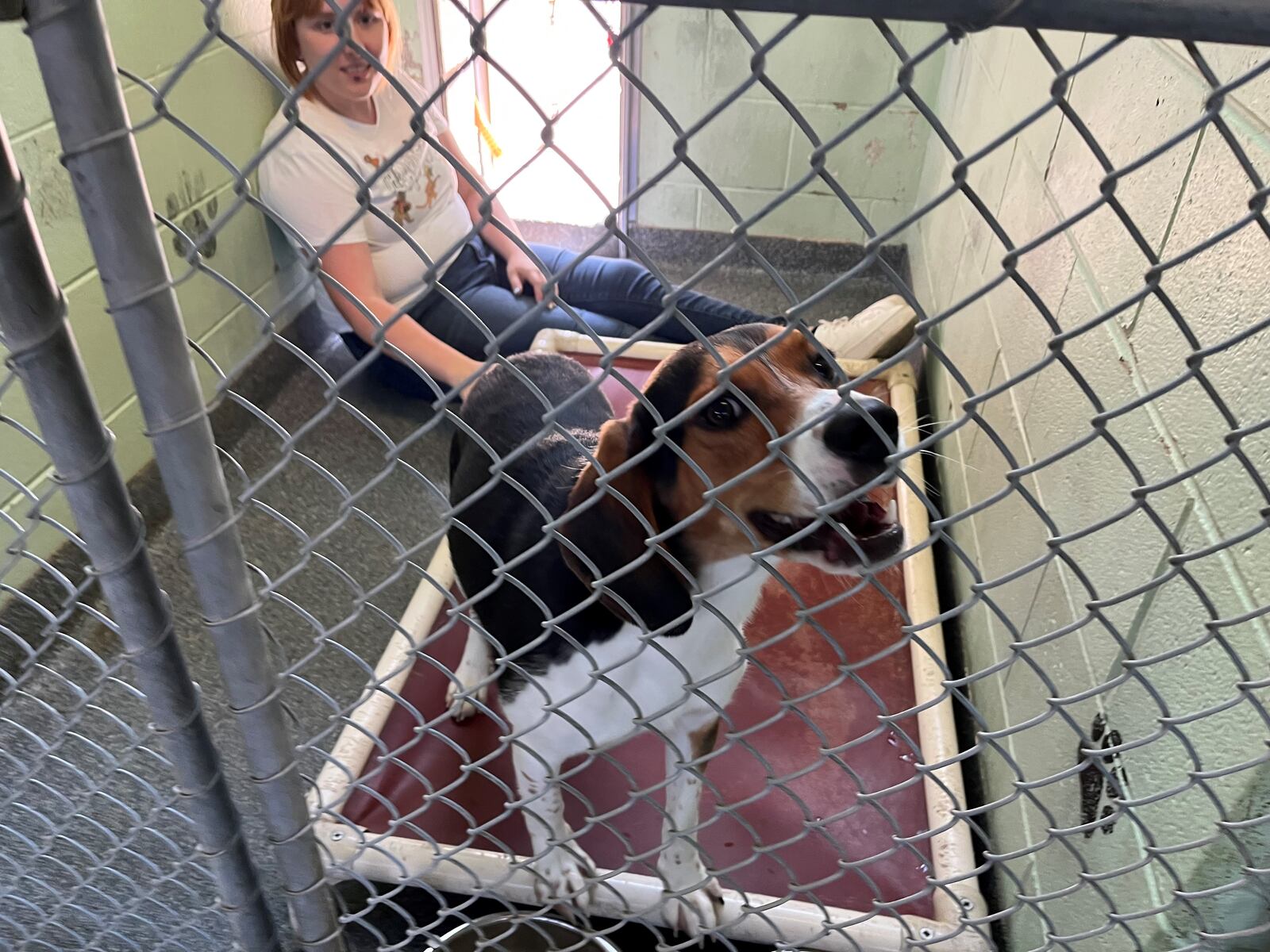 "Binx," a 1-year-old Beagle mix, plays in his enclosure at the Humane Society of Greater Dayton. CORNELIUS FROLIK / STAFF