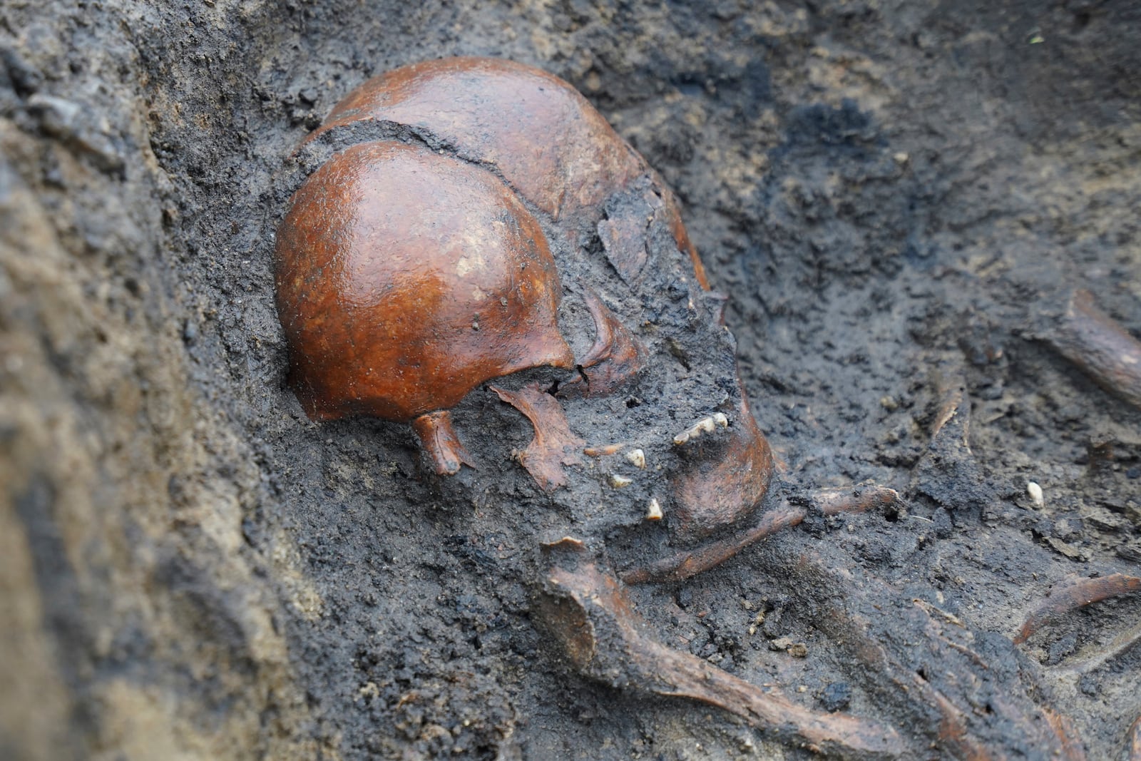 Skeletons and skulls sit in graves at an excavation site of a 10th century Viking burial ground in Aasum, Denmark, Monday, Oct. 7, 2024. (AP Photo/James Brooks)