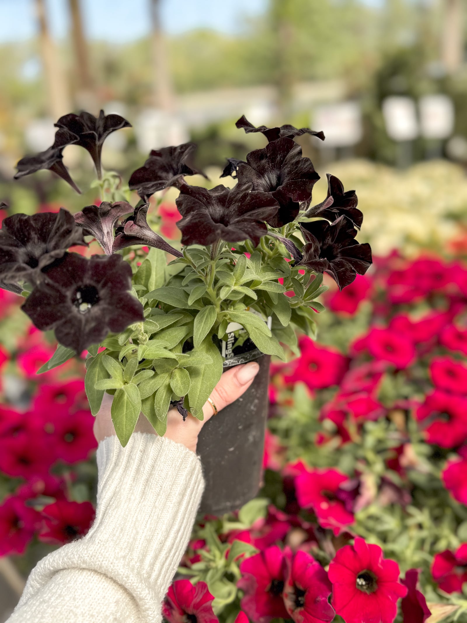 Black petunias are a popular Halloween-inspired plant. CONTRIBUTED