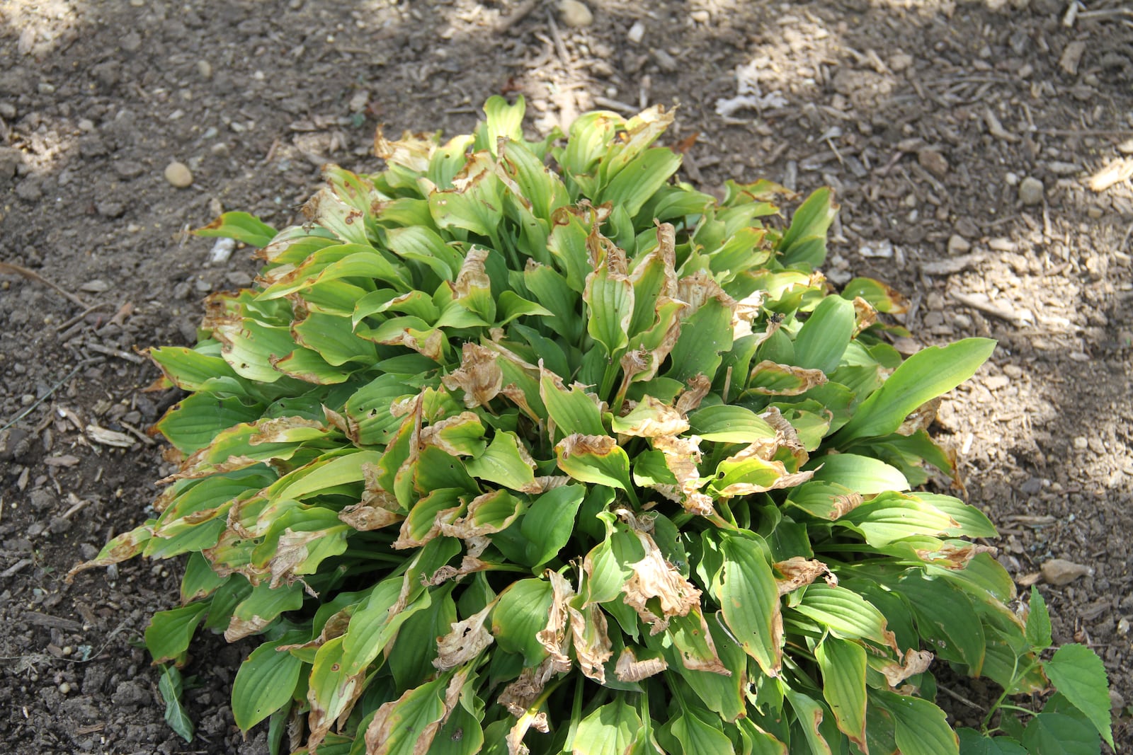 Hosta under drought conditions will have leaf scorch symptoms.