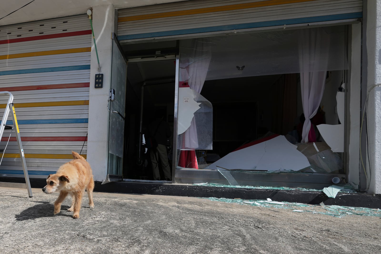 A dog walks in front of damaged house near a site of an accidental bombing in Pocheon, South Korea, Thursday, March 6, 2025. (AP Photo/Lee Jin-man)