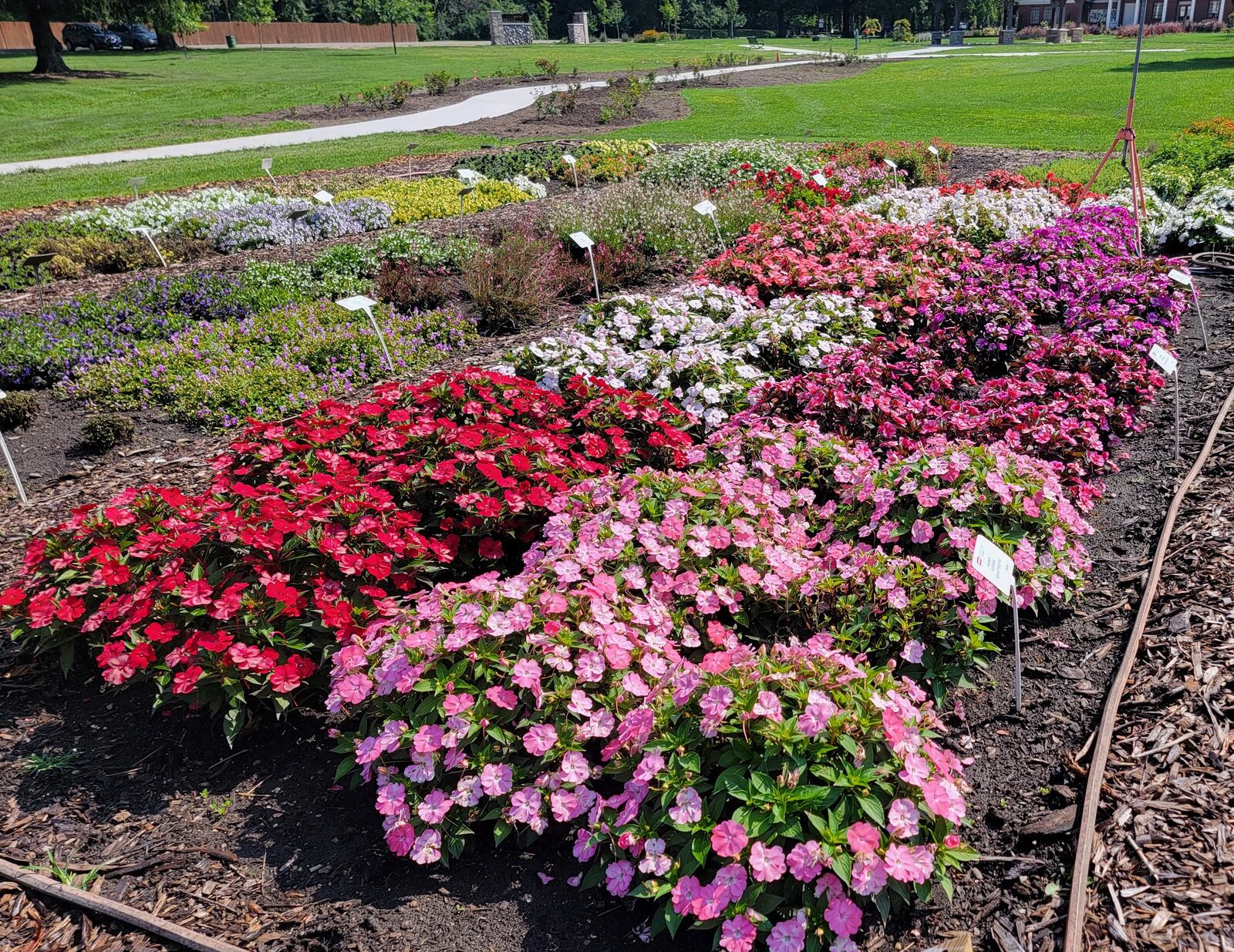 SunPatiens from Sakata were one of the top performers in the 2023 Cultivar Trials. CONTRIBUTED