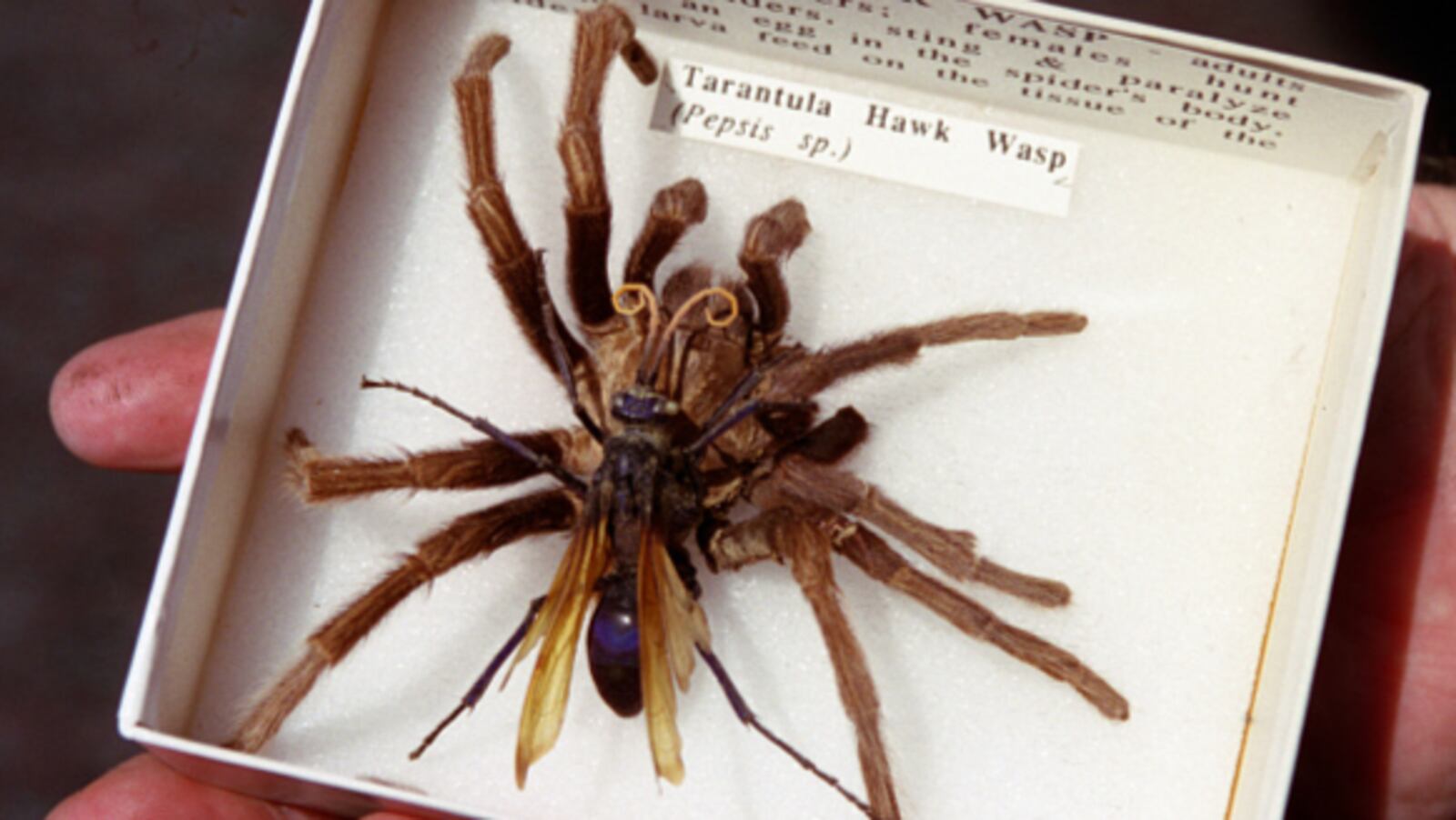 CA.Vector.Tarantula.RDL (Garden Grove, CA) A closeup of a tarantula hawk wasp and tarantula on display at the Orange County Vector Control District in Garden Grove. TIMES PHOTO ROBERT LACHMAN  (Photo by Robert Lachman/Los Angeles Times via Getty Images)