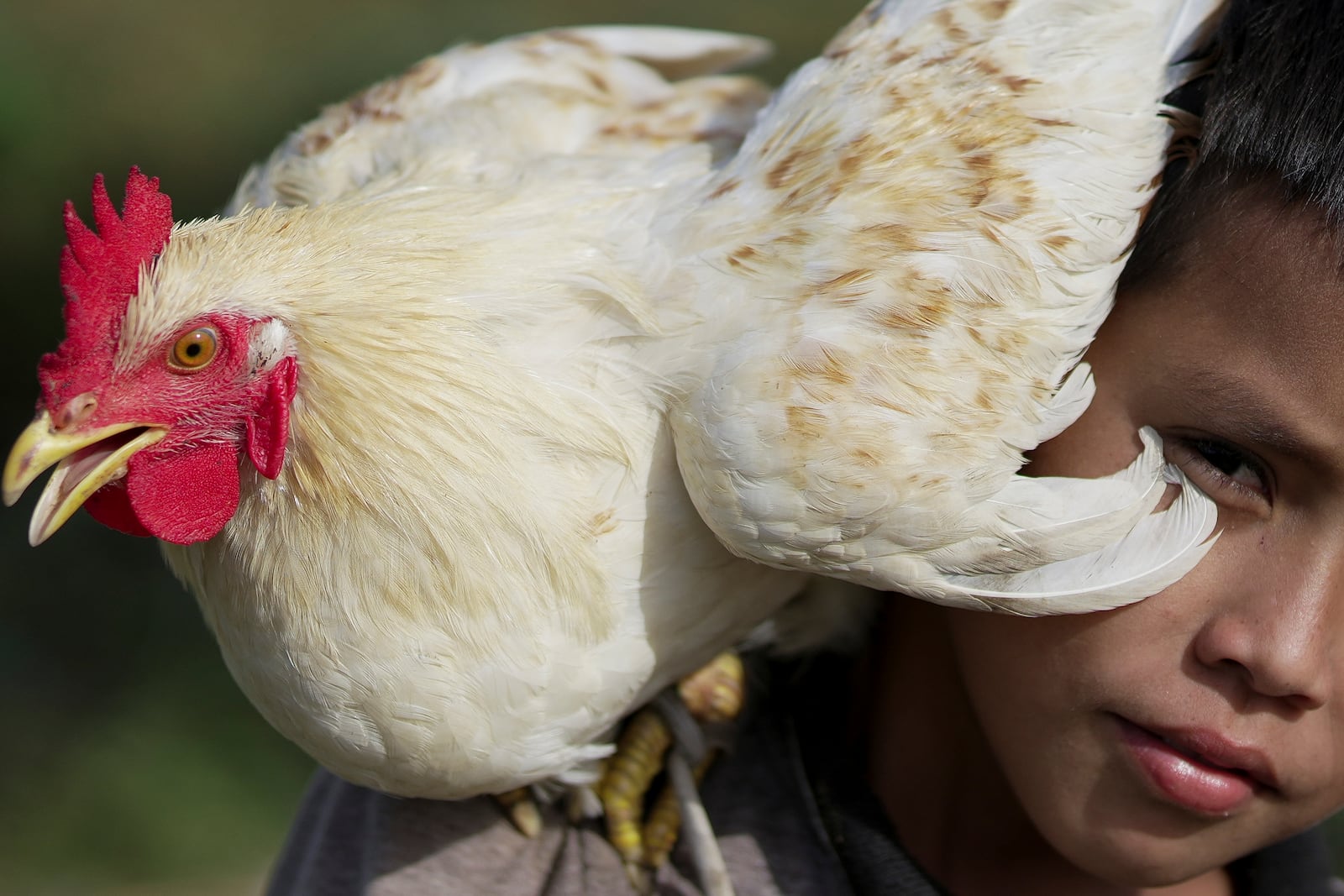 A migrant, of the Wayuu Indigenous group, plays with a chicken in the Belen neighborhood on the outskirts of Riohacha, Colombia, Tuesday, Feb. 4, 2025. (AP Photo/Ivan Valencia)