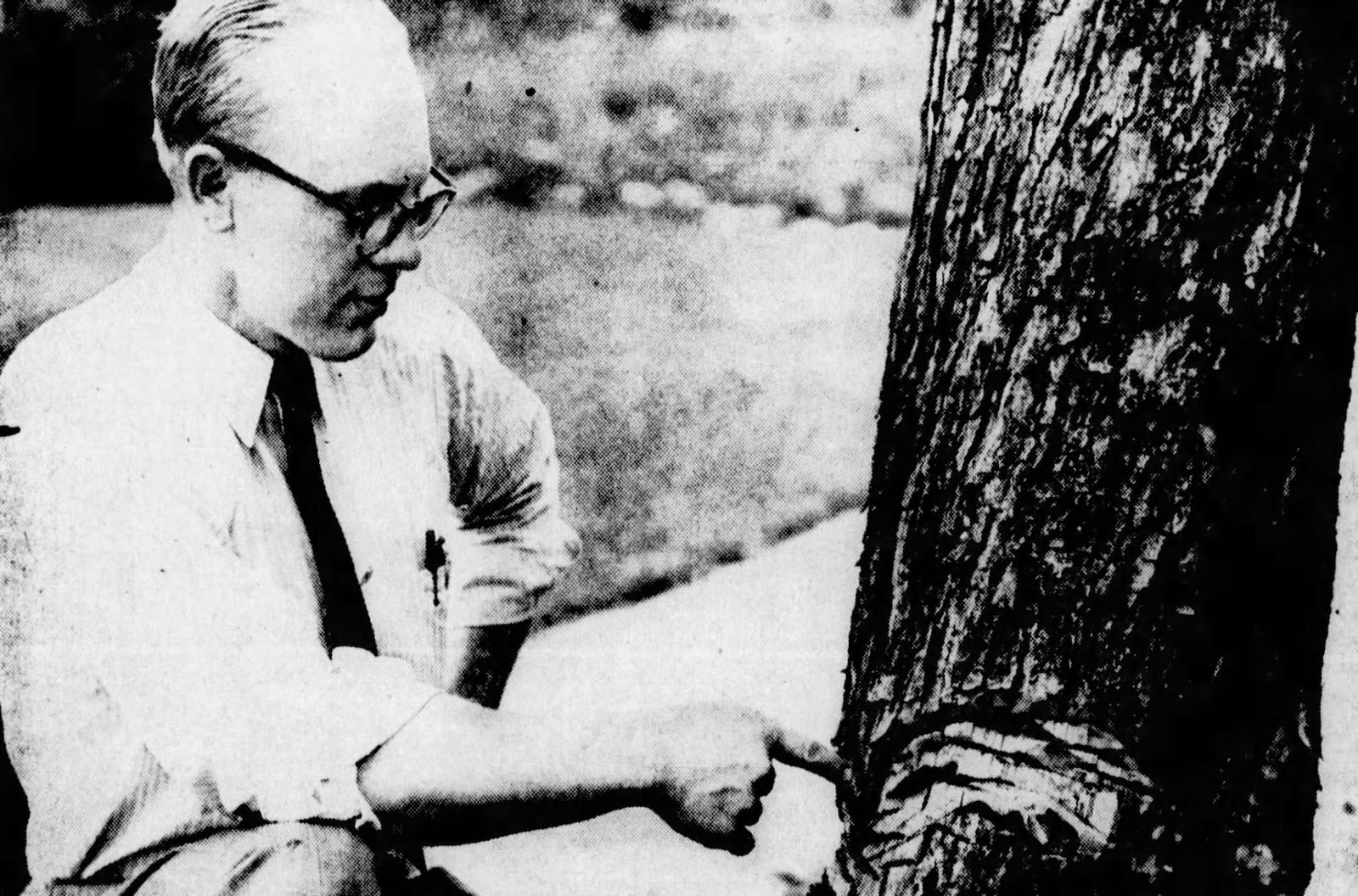 Dayton City Forester Robert Miller examines a dead tree. DAYTON DAILY NEWS ARCHIVES