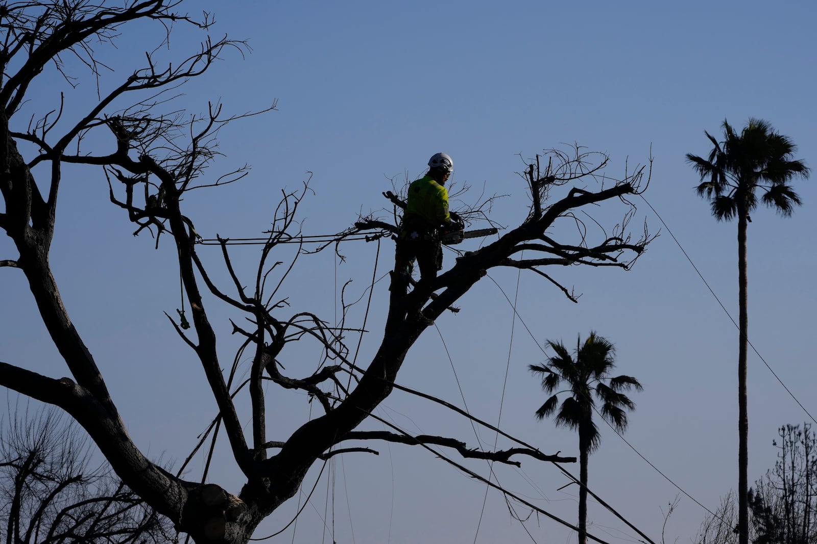 A worker trims a tree burnt by the Eaton Fire on Saturday, Jan. 11, 2025, in Altadena, Los Angeles. (AP Photo/Mark J. Terrill)