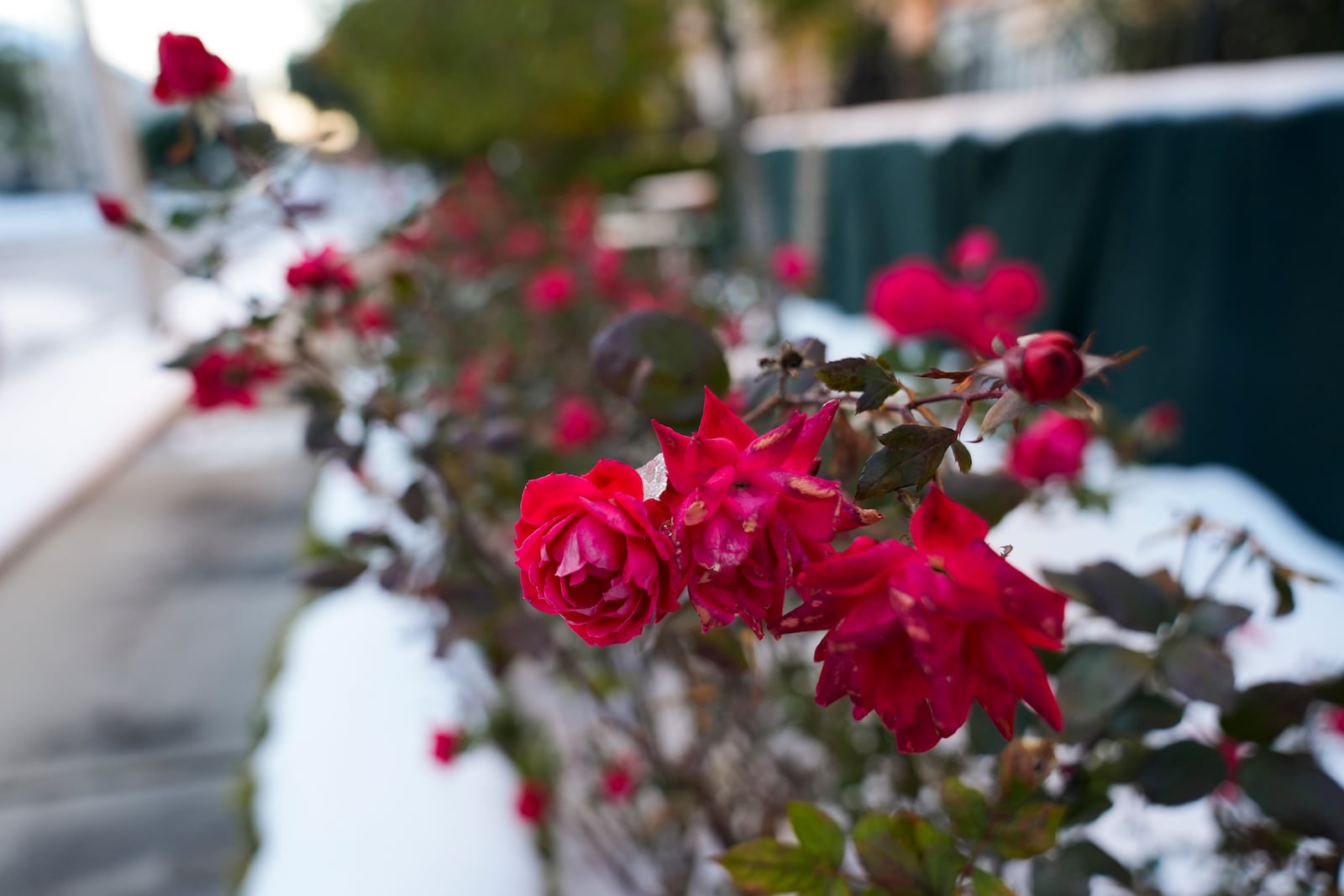 Rose bushes stand in the snow on Tuesday, Jan. 21, 2025, in Houston. (AP Photo/Ashley Landis)