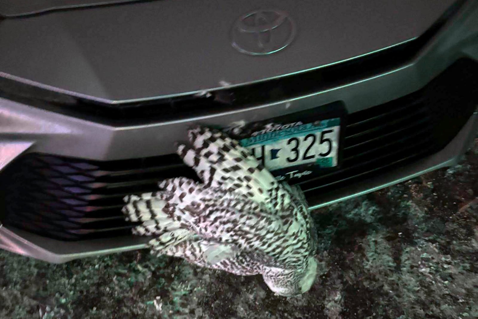 A snowy owl is caught in the grille of a car in northeastern Minnesota before being rescued by Annabell Whelan on Monday, Dec. 23, 2024. (Annabell Whelan via AP)