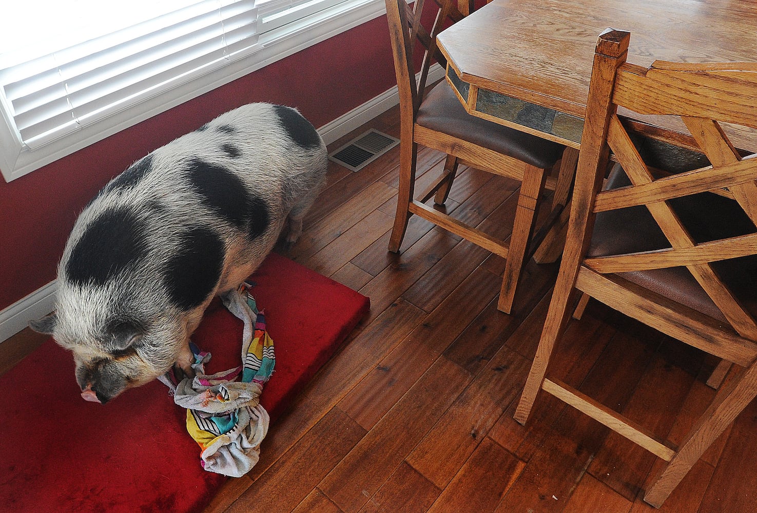 PHOTOS: Pet pig at center of dueling lawsuits