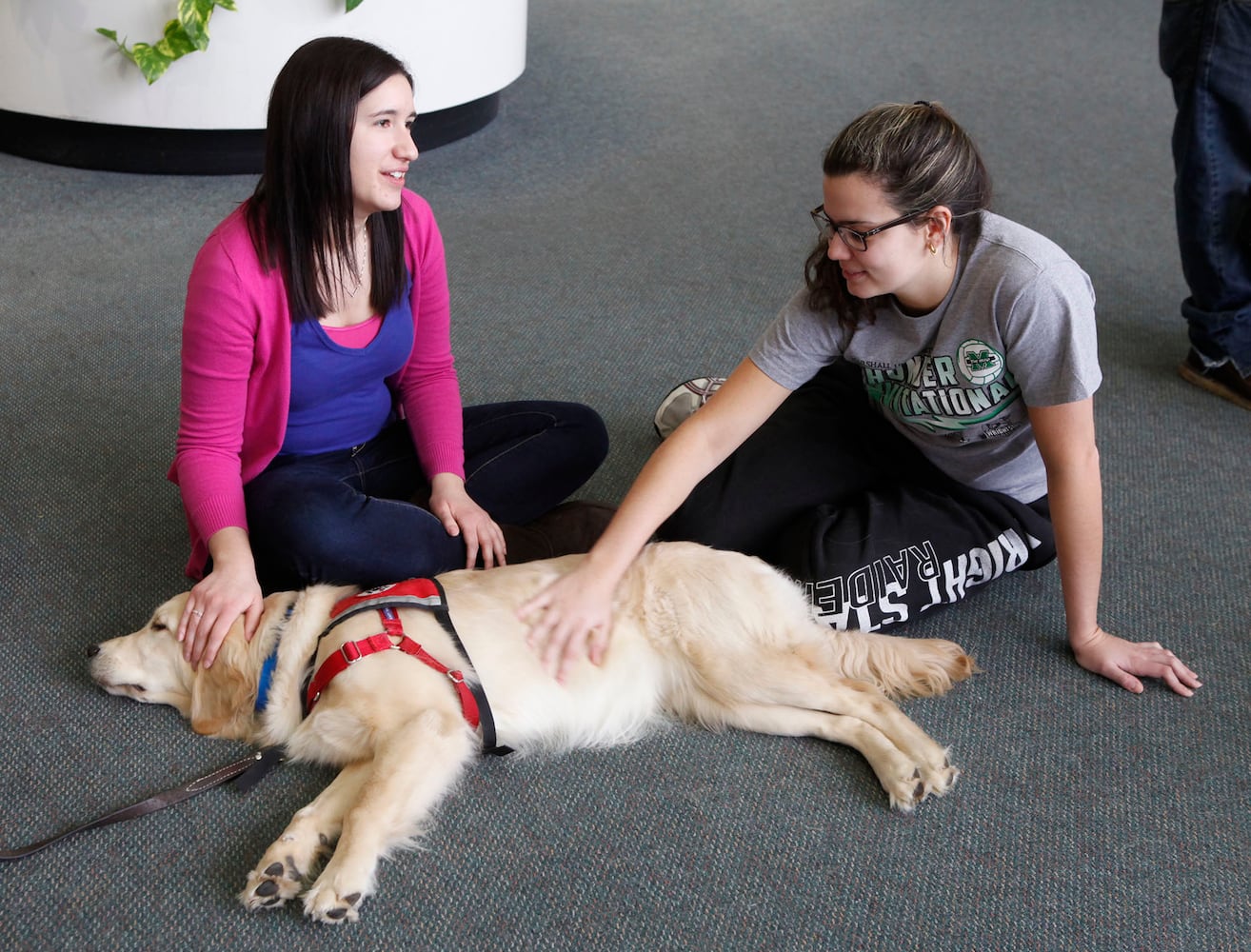 Finals Week Stress Relief Dogs