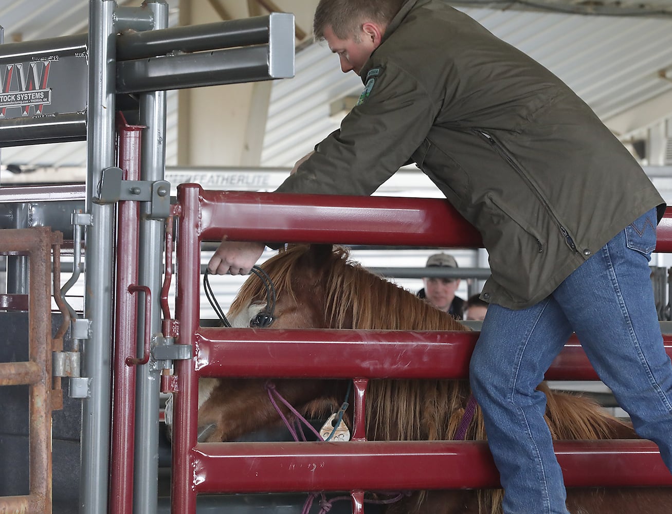 PHOTOS:  Wild Horse and Burro Adoption