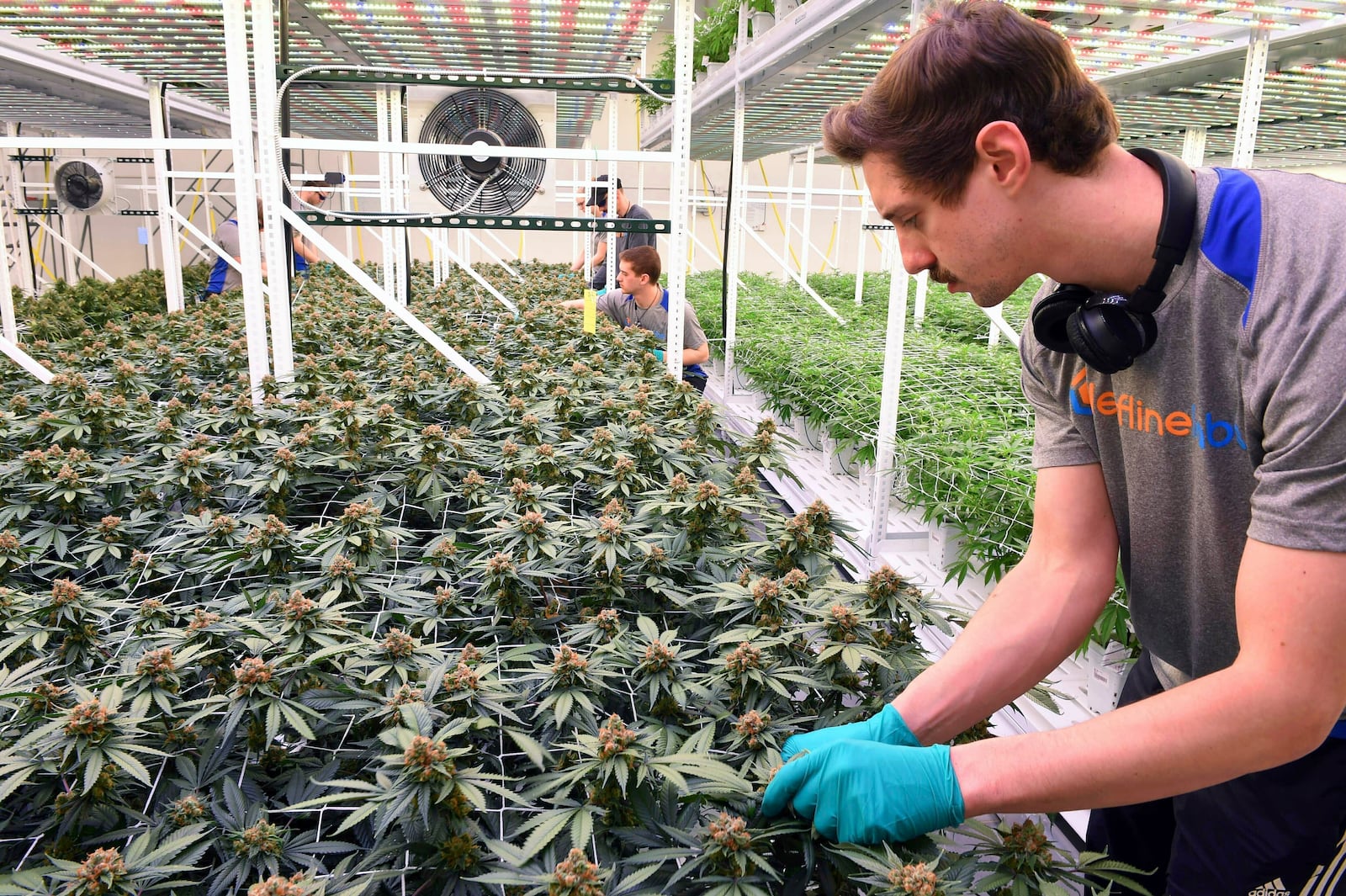 FILE - Cultivator Hunter Rogness prunes fan leaves from marijuana plants in the Leafline Labs grow center in Cottage Grove, Minn., Feb. 21, 2019. Legislation to legalize recreational marijuana for adults in Minnesota got a major rewrite Tuesday, March 14, 2023, with the addition of new language to regulate and protect the state’s burgeoning industry in low-potency edibles and drinkables. (Scott Takushi/Pioneer Press via AP, File)