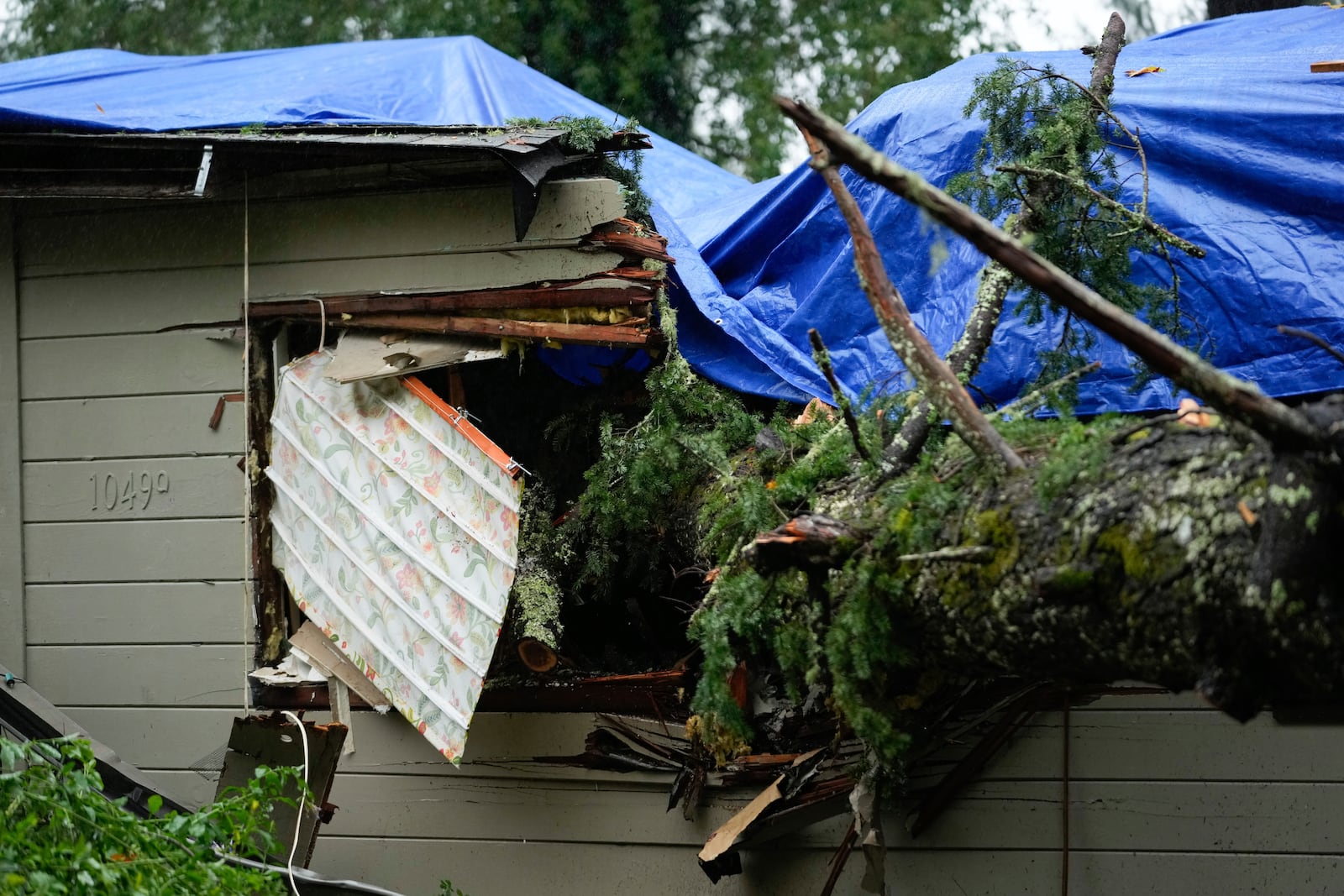 A downed tree lands over a property during a storm, Thursday, Nov. 21, 2024, in Forestville, Calif. (AP Photo/Godofredo A. Vásquez)