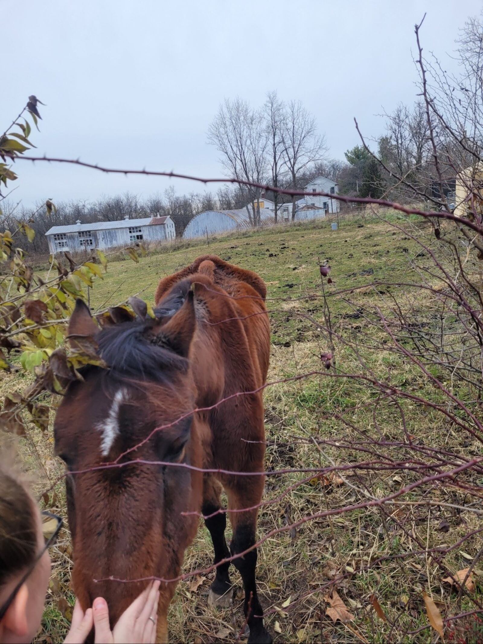 A woman is charged with misdemeanor and felony animal cruelty charges after an emaciated horse and a dead dog were found by Butler County deputy dog wardens on a Hanover Twp. property. BUTLER COUNTY SHERIFF'S OFFICE