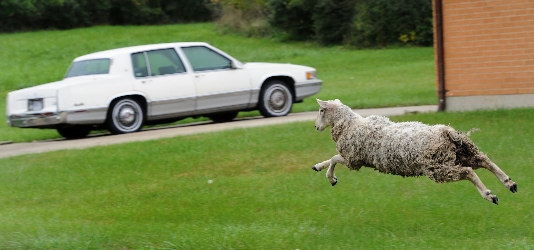 sheep on the run