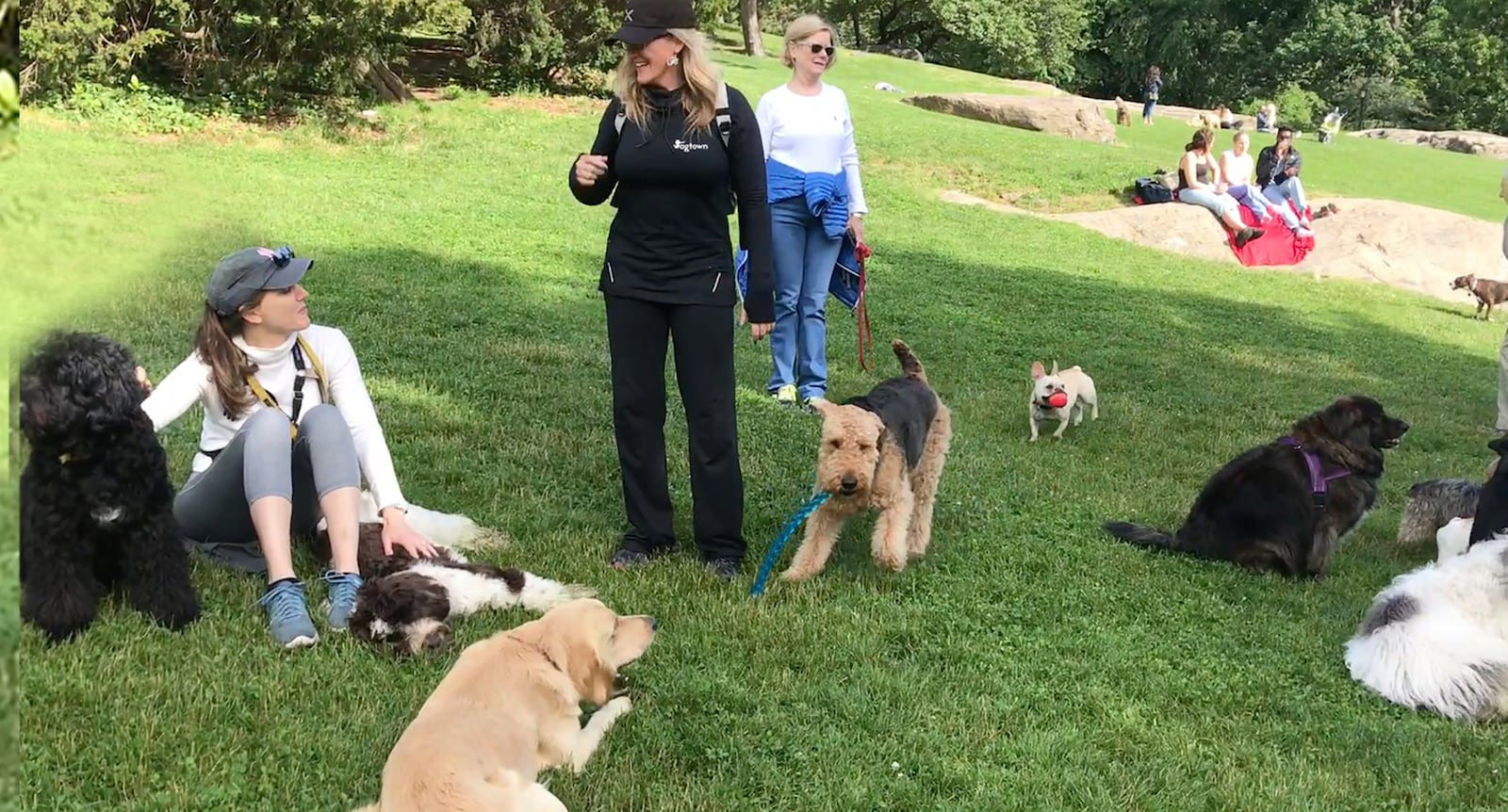 Beth Miller of Centerville is shown in Central Park in New York City, where she visited "The Hill" dog park to talk with dog owners about their experiences. Miller (center in black) interviewed more than 600 professionals and dog owners before creating her professional program.