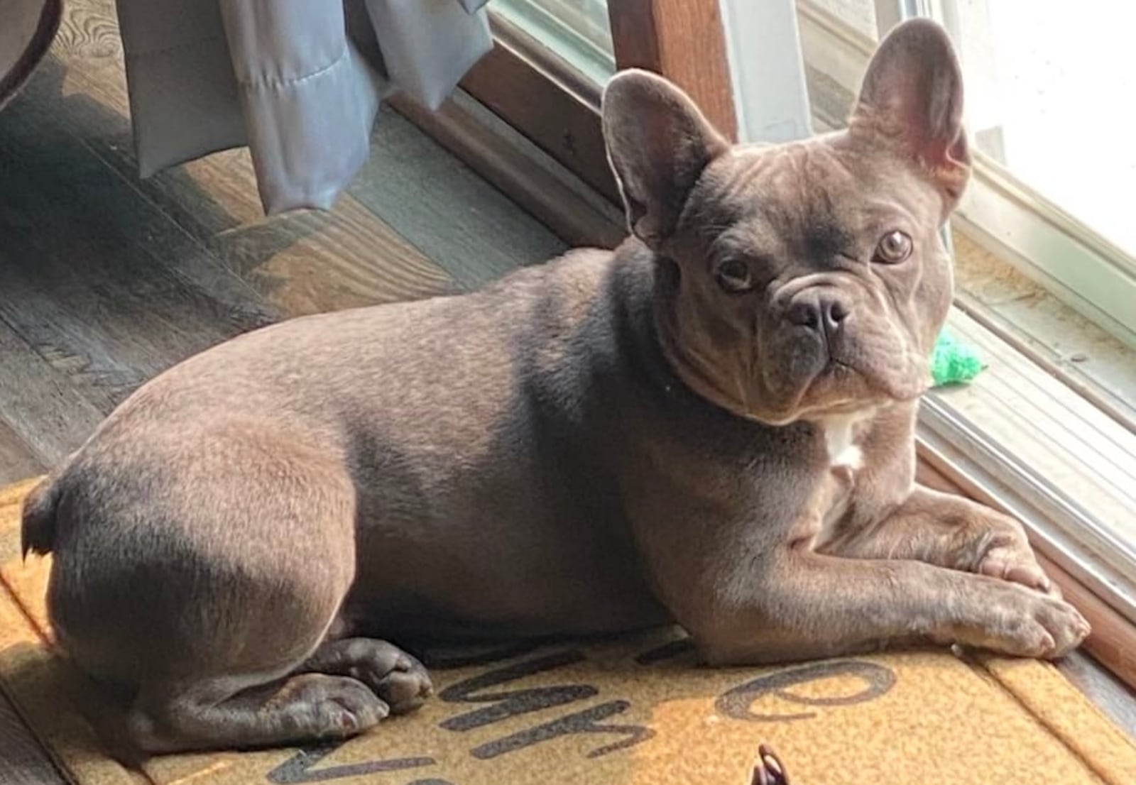 Tater is shown in his Springfield home before he spent five weeks for training at Dayton Dog Trainer. CONTRIBUTED