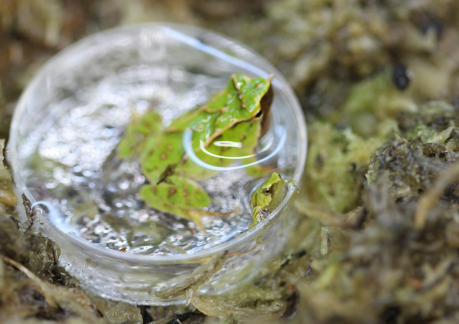 In this photo released by Zoological Society of London on Monday, Feb. 3, 2025, Darwin's frog and newborn frog are pictured at London Zoo. (Zoological Society of London via AP)