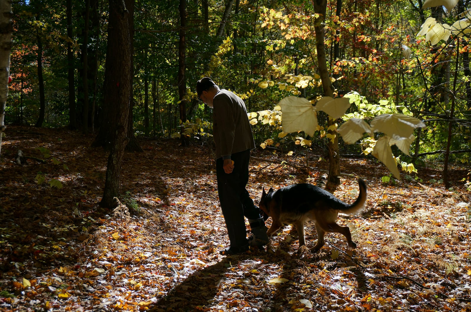 Brother Luke, an Orthodox Christian monk, takes his German shepherds for a walk on the mountainside trails around the monastery of New Skete, which for decades has run both a dog breeding and a dog training program outside Cambridge, N.Y., on Oct. 12, 2024. (AP Photo/Giovanna Dell’Orto)