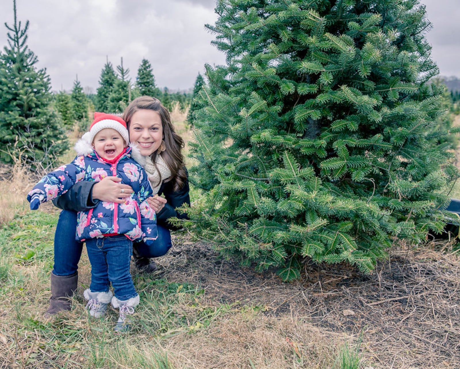 Carl & Dorothy Young's Christmas Trees in Yellow Springs has more than 26,000 trees to choose from this year. CONTRIBUTED