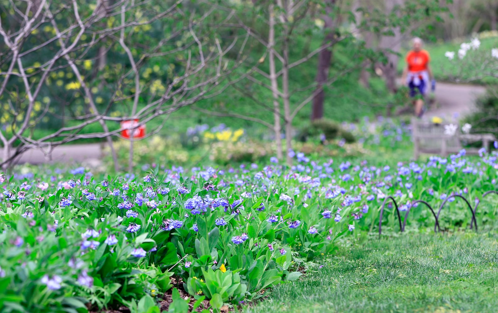 Virginia Bluebells bloom at Aullwood Garden MetroPark