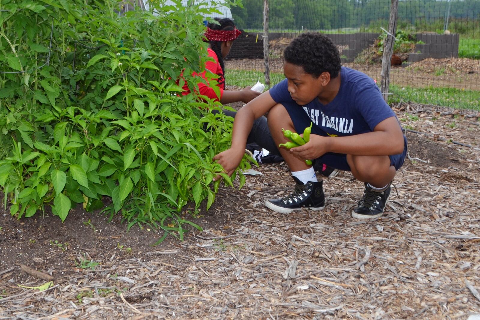 Pepper plants are good for small vegetable gardens. CONTRIBUTED