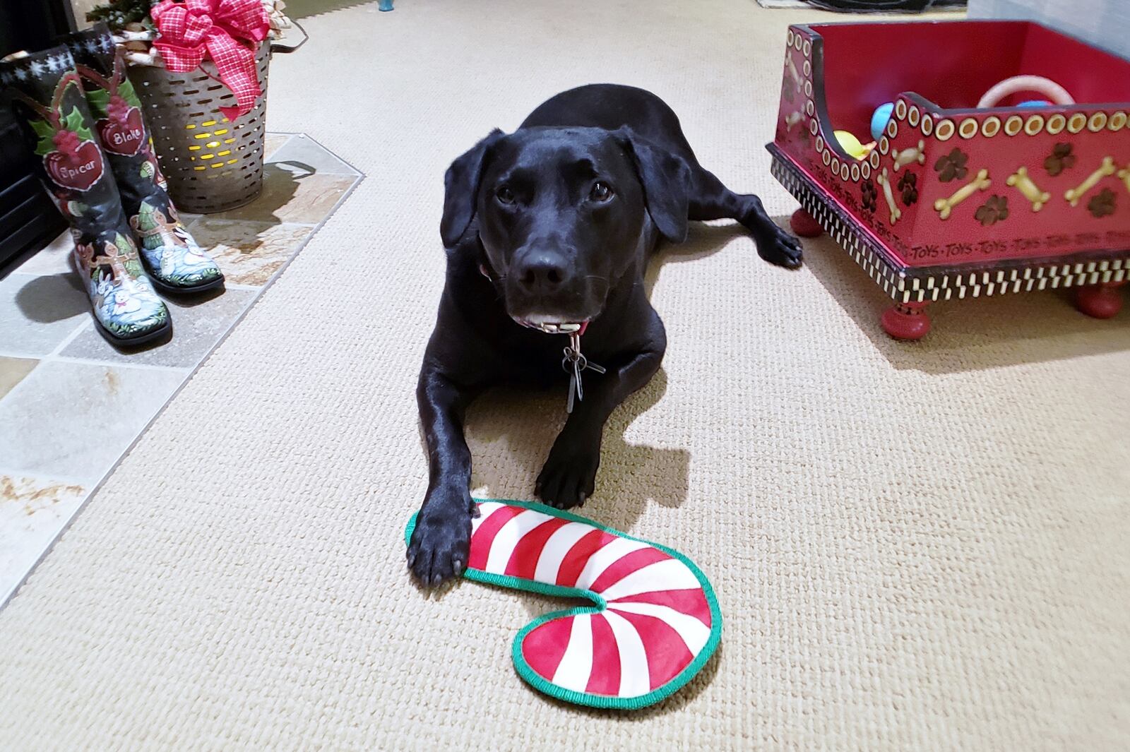 Teddy and his toy candy cane. CONTRIBUTED