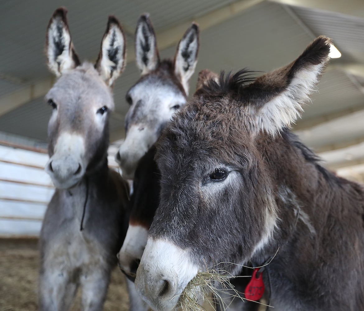 PHOTOS:  Wild Horse and Burro Adoption