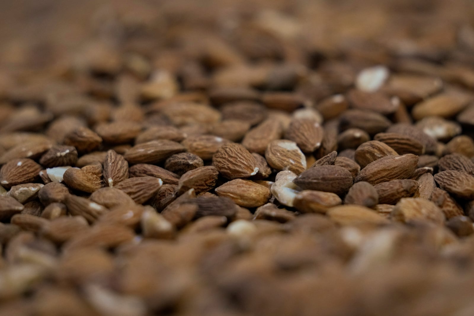 Almonds are seen inside a container before being processed at Stewart and Jasper Orchards, Friday, March 7, 2025, in Newman, Calif. (AP Photo/Godofredo A. Vásquez)