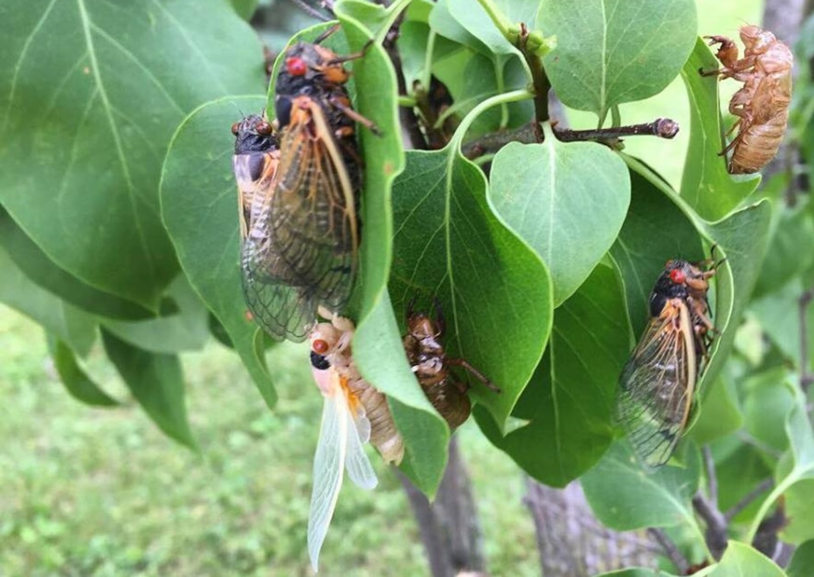 Cicadas in various stages of development are shown near Vandalia. Photo contributed by Aja Haywood