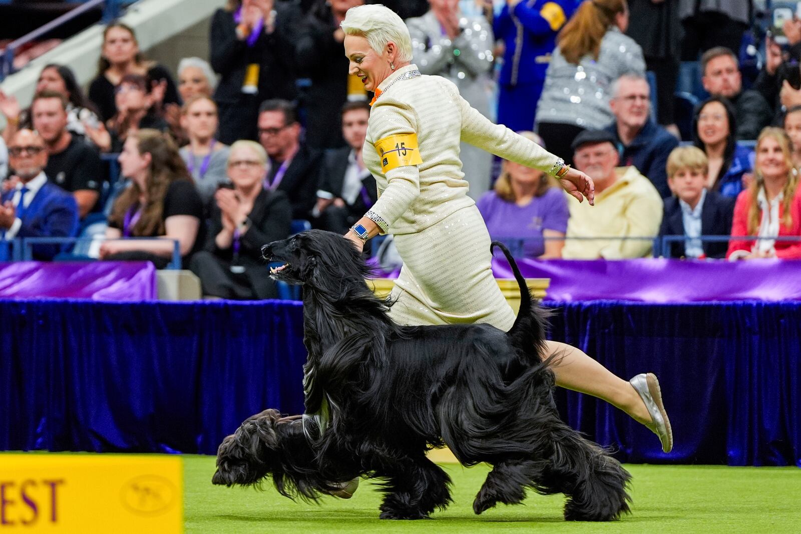 FILE — Louis, an Afghan hound, takes part in the best in show competition at the 148th Westminster Kennel Club dog show, May 14, 2024, at the USTA Billie Jean King National Tennis Center in New York. (AP Photo/Julia Nikhinson, File)