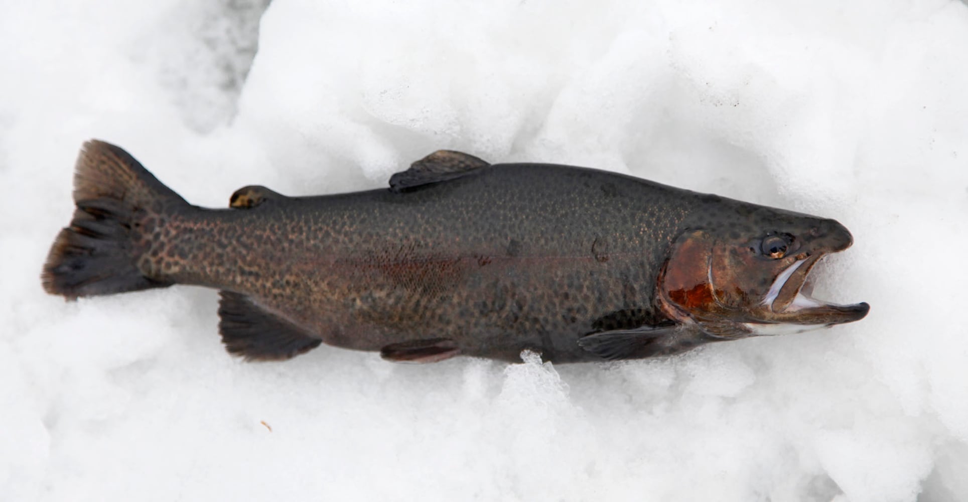 Ice Fishing in the Miami Valley