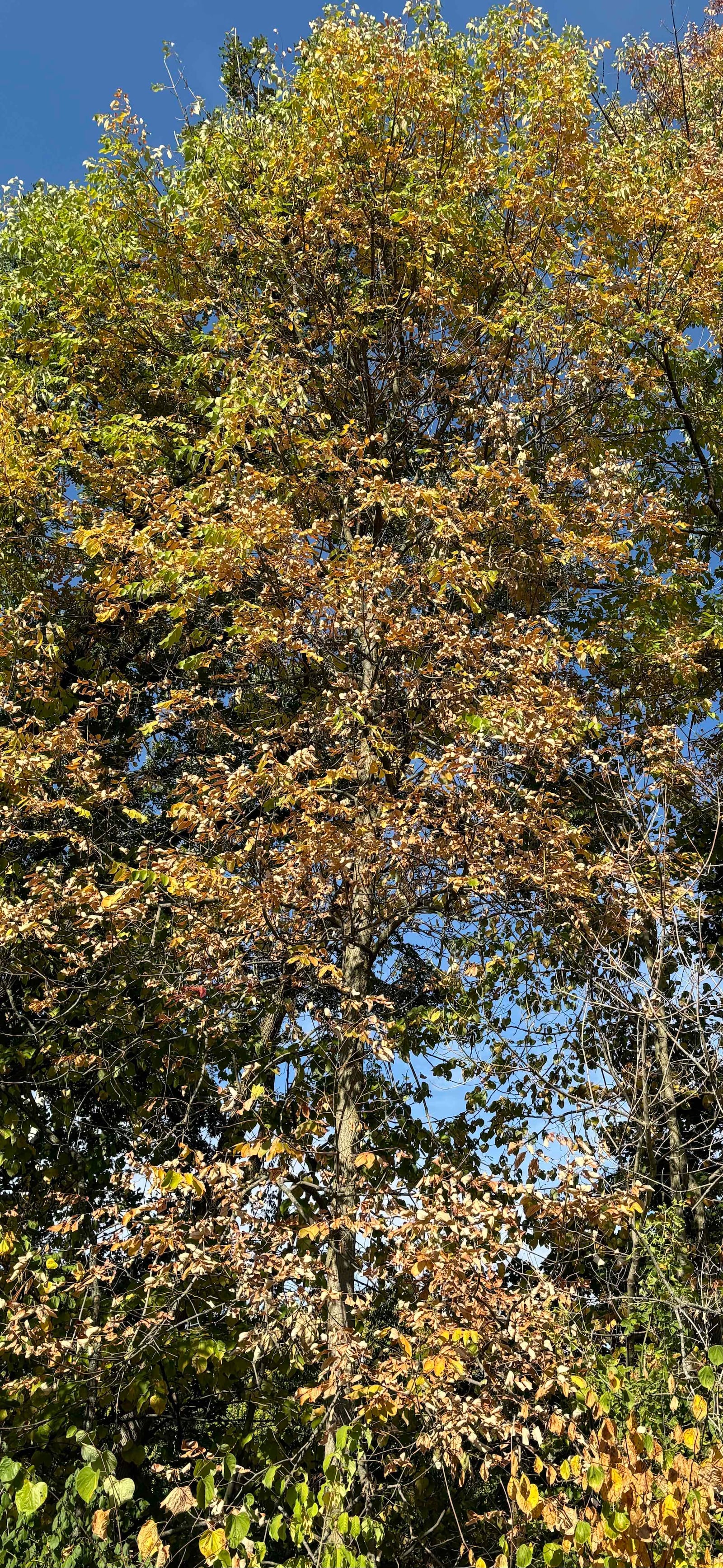 Warmer than usual temperatures and drought conditions are having an impact on fall color in the Miami Valley - CONTRIBUTED