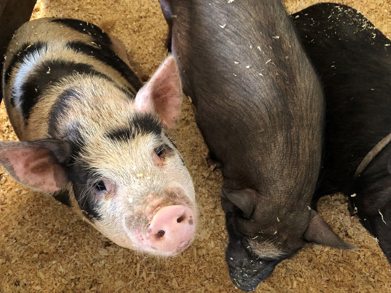 The three pigs are among nine that a scheduled to run races at the Montgomery County Fair this year. Here the wait in their pan before the race. They are owned by South Carolina-based All American Pig Race. Lynn Hulsey/STAFF