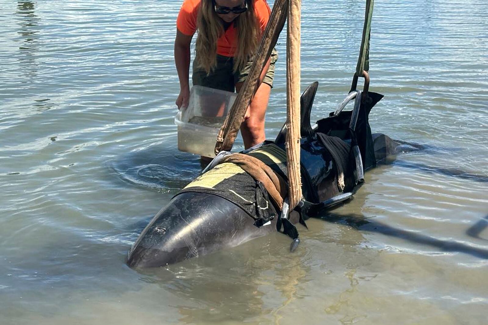 In this photo provided by the New Zealand Department of Conservation a dolphin is tended to at Waitangi, New Zealand, after it was removed from a fishing boat that the dolphin had jumped into on Feb. 28, 2025. (Department of Conservation via AP)