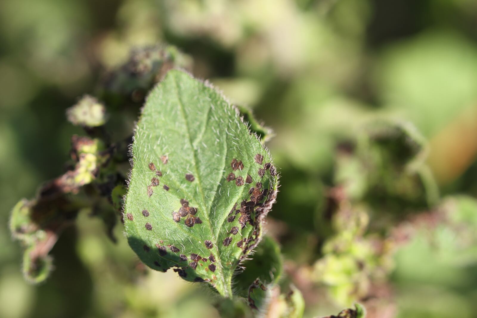 Four-lined plant bug damage on oregano is a problem familiar to OSU Master Gardner Volunteers. CONTRIBUTED